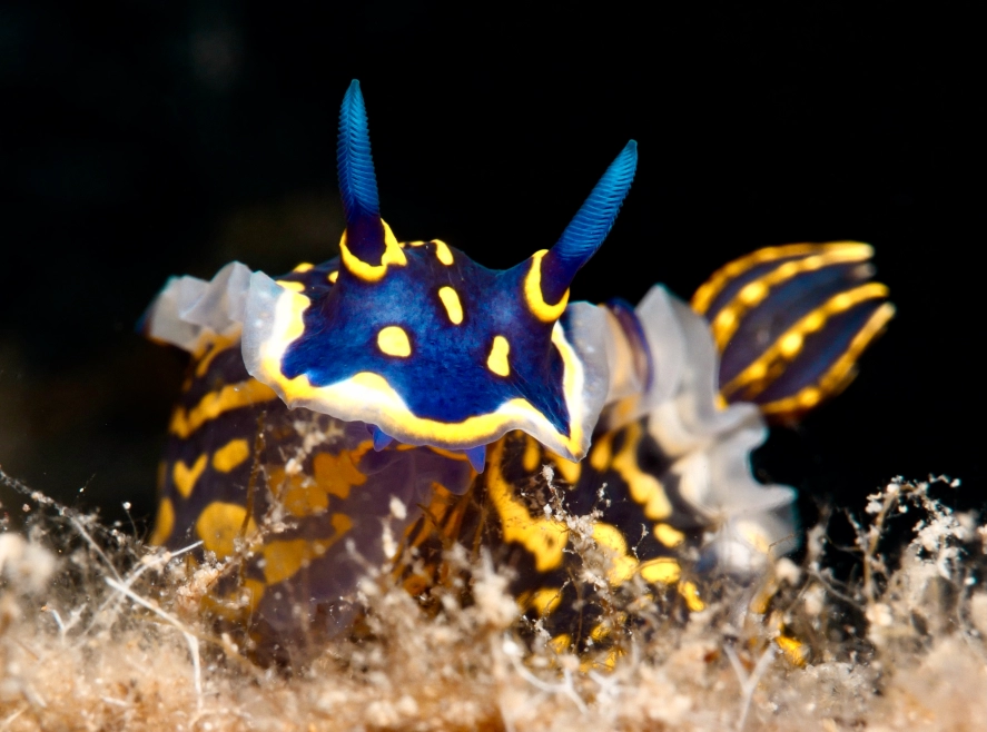 Dive into Costa Rica's scuba paradise, discovering nudibranchs along its gorgeous beaches.