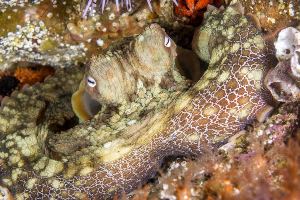 Discover Costa Rica's scuba diving spots with fascinating octopus sightings.