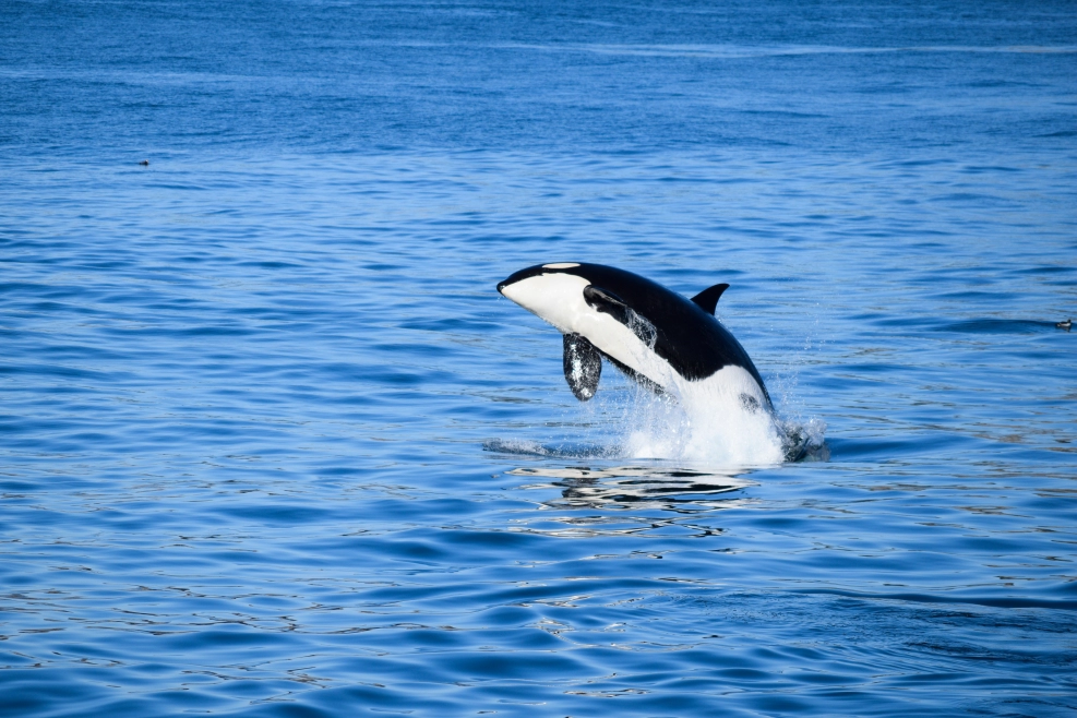 Witness the majestic beauty of orcas in their natural habitat!