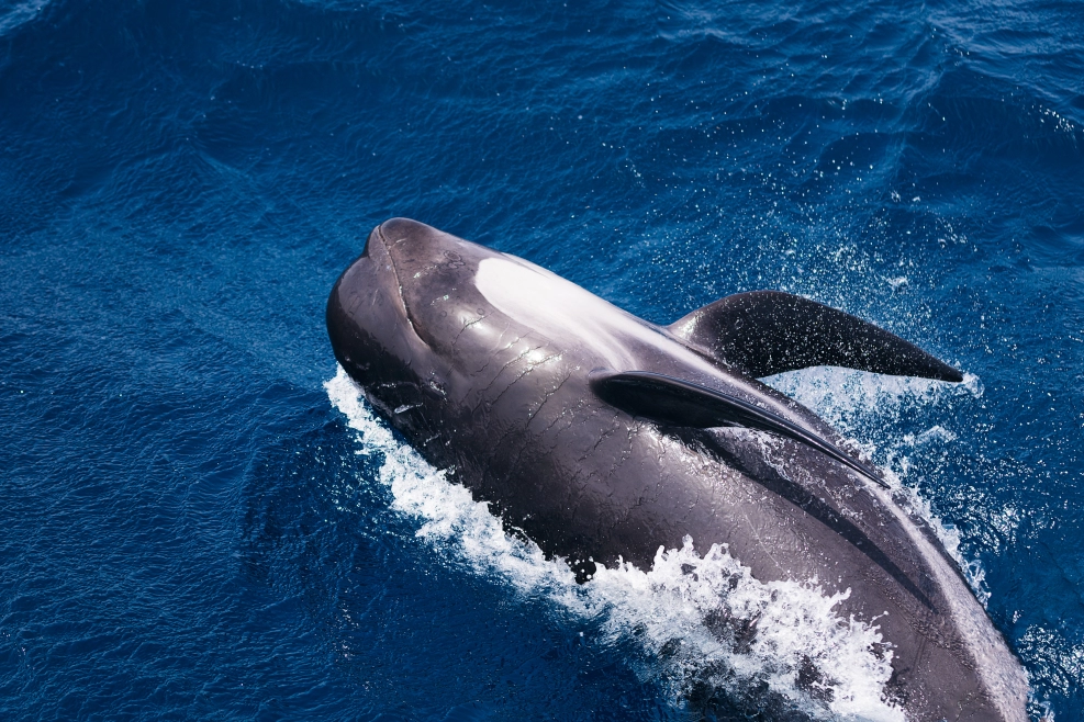 Get up close to the fascinating pilot whales in their natural habitat!