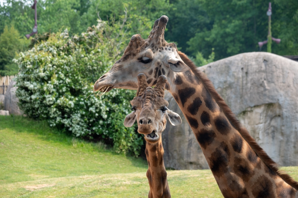 Experience wild encounters at Ponderosa Adventure Park in Costa Rica!