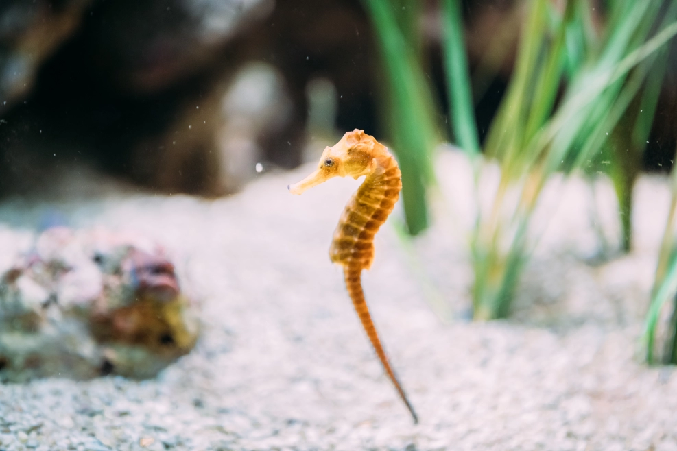 Discover the delicate beauty of the Sea Horse while scuba diving in Costa Rica!