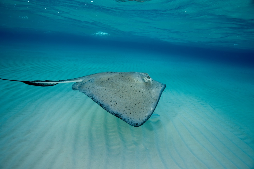 Get ready for an unforgettable encounter as you gently glide with the graceful Southern Sting Rays!