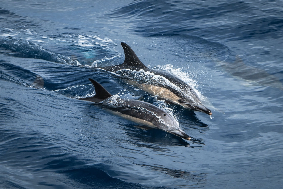 Experience the joy of seeing Spinner Dolphins, known for their playful spins and aerial acrobatics!
