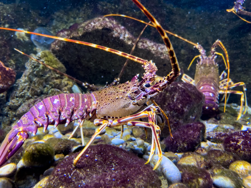 Costa Rican waters are home to the colorful Spiny Lobster!
