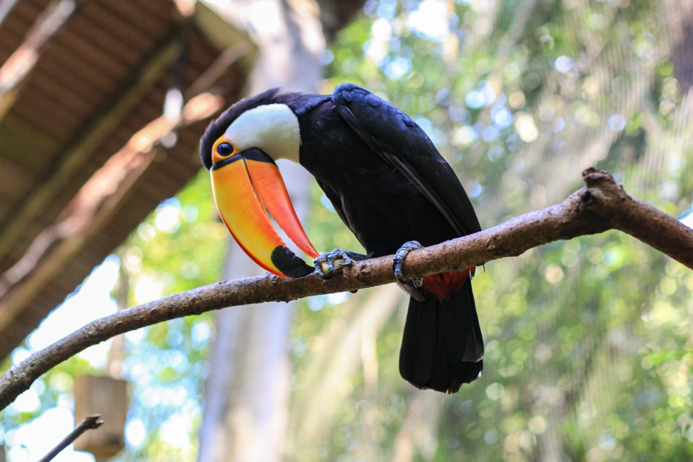 Get up close with toucans at the Toucan Rescue Ranch on your Costa Rican journey!