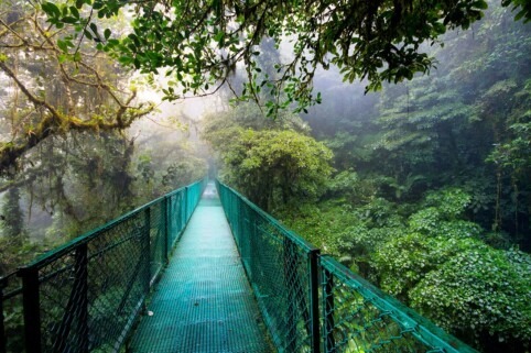Walk in Monteverde Cloud Forest Biological Reserve