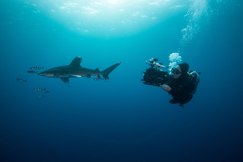 Join us for a dive into the vibrant underwater world to glide alongside white-tipped reef sharks.