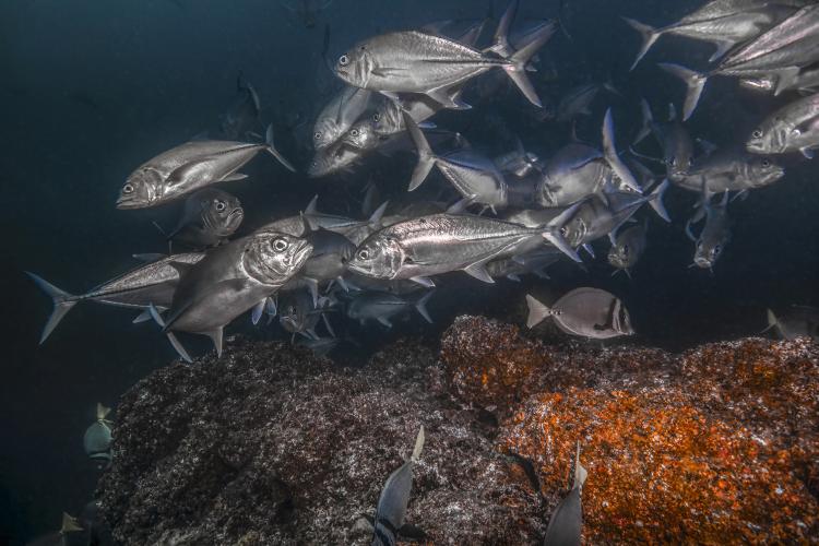 Dive into Costa Rica’s Underwater Paradise with X-Ray Magazine