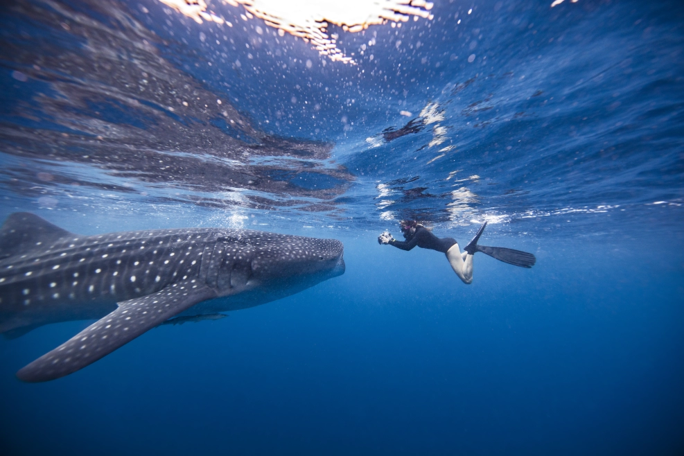 Don't miss the chance to explore El Bajo del Diablo! Dive with giant mantas, whale sharks, and other marine life.