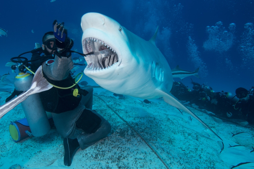 The Bat Islands in Costa Rica are a unique bull shark diving spot in Central America!