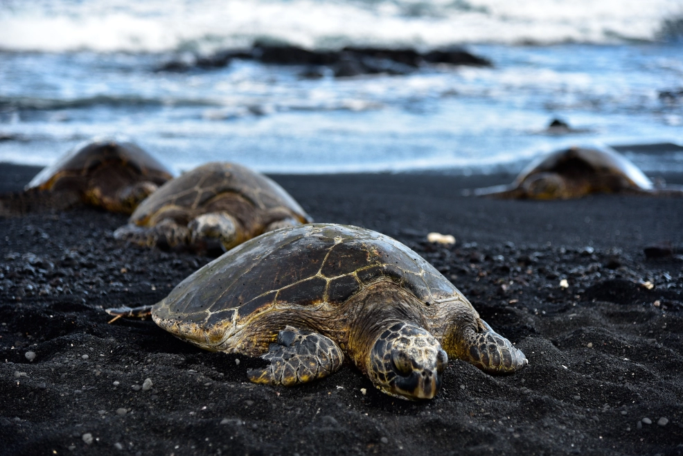 Witness Olive Ridley turtles nesting on the sandy shores of Playa Ostional.