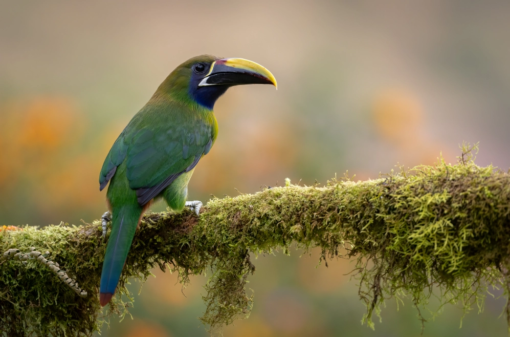 33% of Costa Rica is in national parks that are loaded with birds and wildlife!
