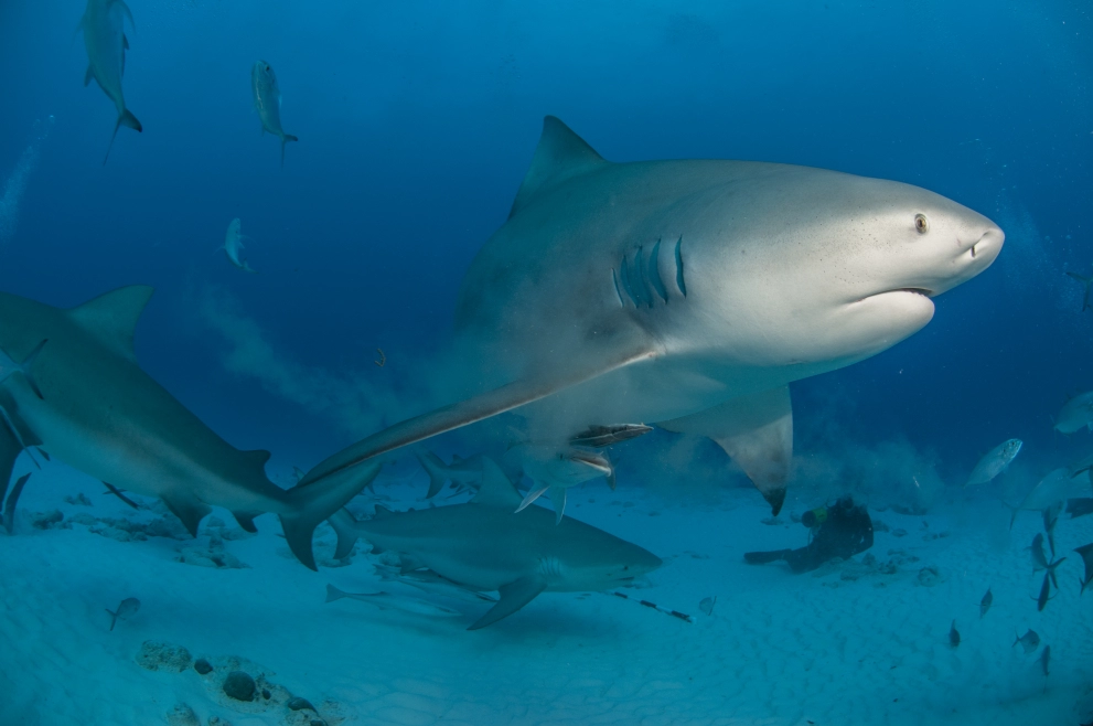 Get to see a majestic bull shark at Bat Islands, Costa Rica.