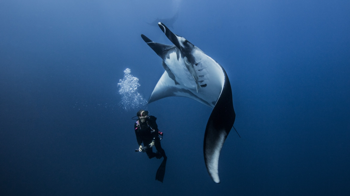 See a Giant Pacific Manta Ray in Costa Rica.