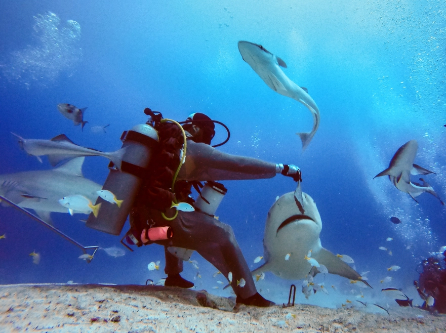 Diving in Costa Rica any time soon? Experience the Big Scare Bat Island, Costa Rica!