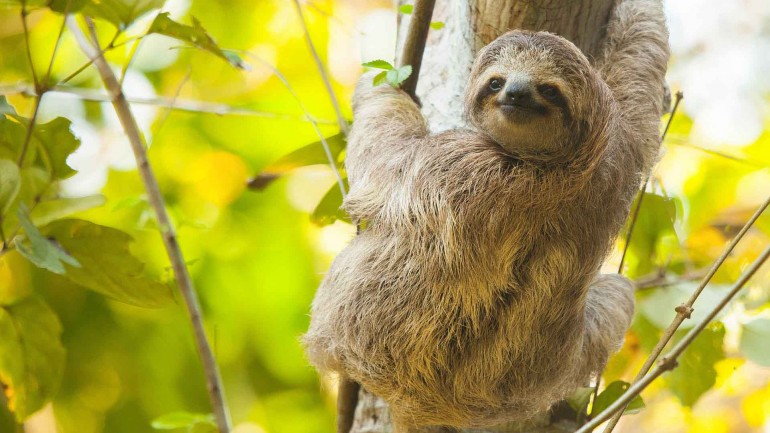 Sloths, Monkeys & Waterfall Tour