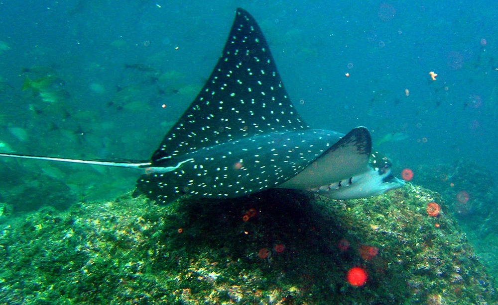 bill-beards-what-to-see-spotted-eagle-ray – Bill Beard Costa Rica