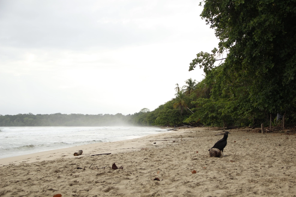 Cahuita, in Costa Rica, is the perfect tropical getaway!