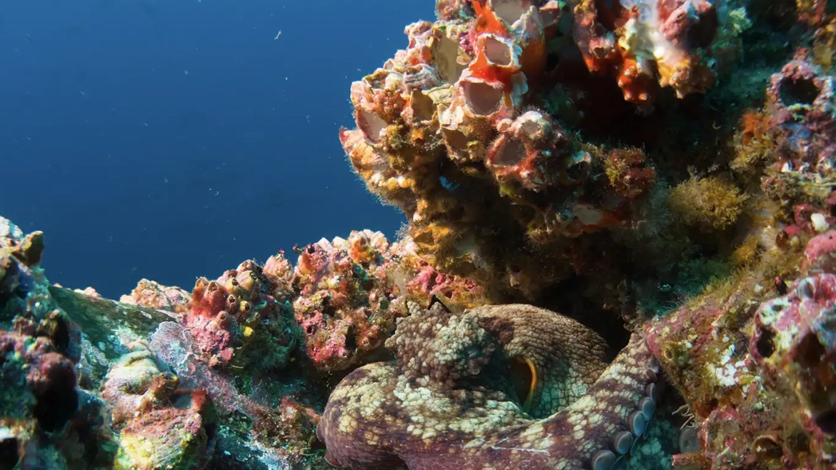 Catalina Islands Dive Sites: An Unforgettable Adventure in Costa Rica!