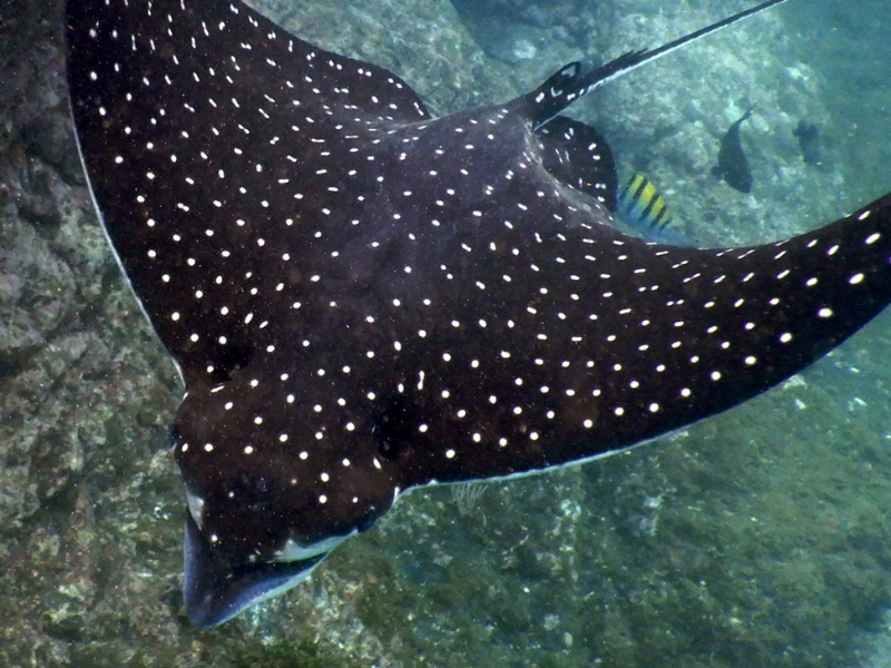spotted eagle ray seen during honeymoon scuba dive in costa rica
