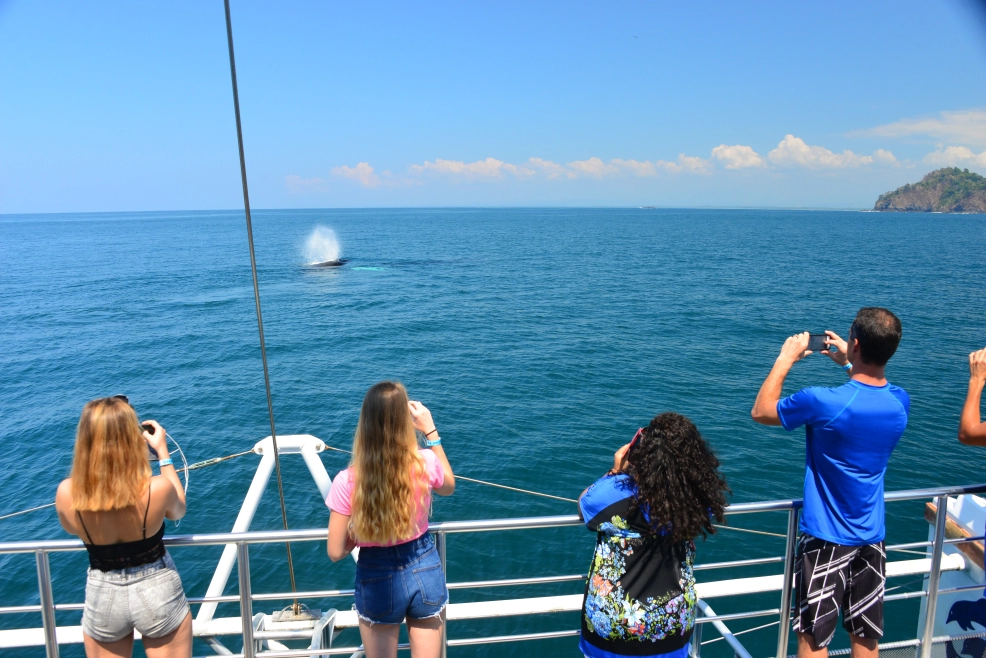 Book the best whale-watching tours with Bill Beard's Costa Rica.
