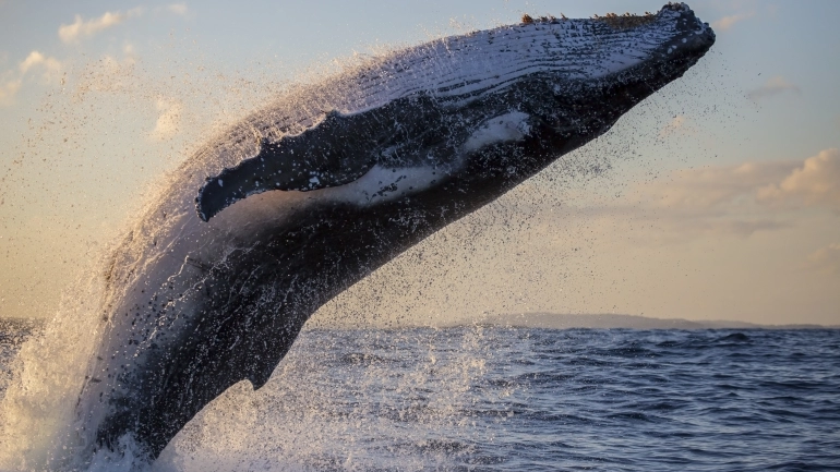 Discover the Majestic Humpback Whales in Costa Rica
