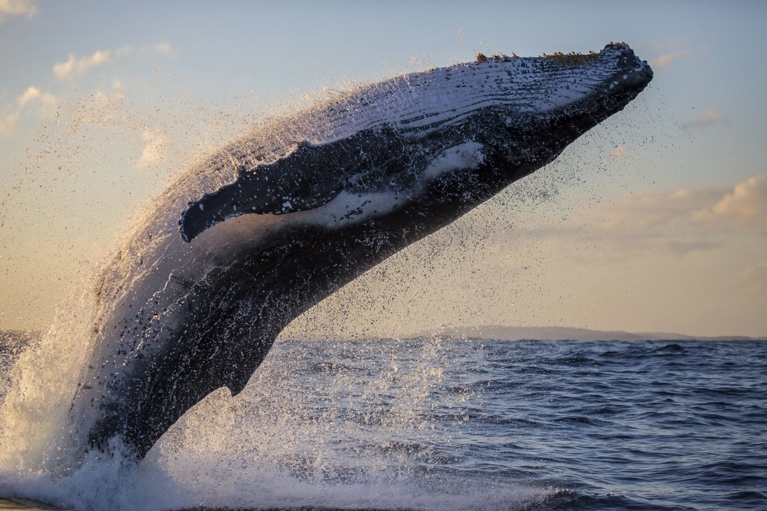 humpback whales costa rica