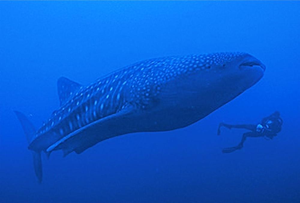 See the majestic Whale Sharks and marvel at the gentle giants of the ocean!