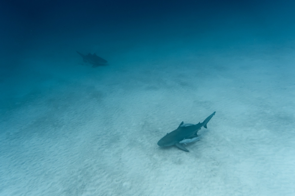 Discover why many tourists come to explore and dive with bull sharks at the Bat Islands, Costa Rica!