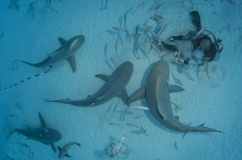 Bat Island, Costa Rica, is a unique place to have a scuba diving adventure!