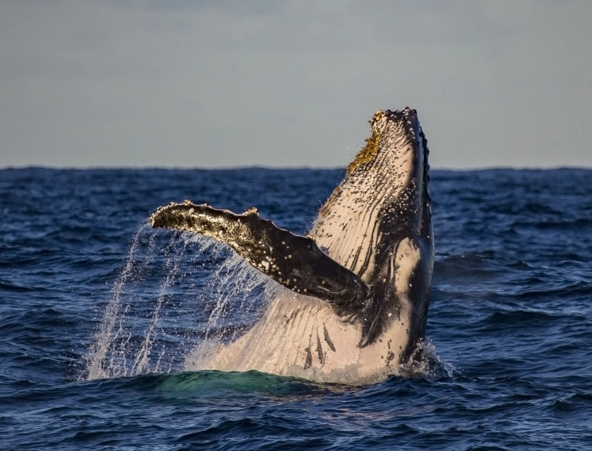 Witness the beauty and grace of majestic whales in Costa Rica.