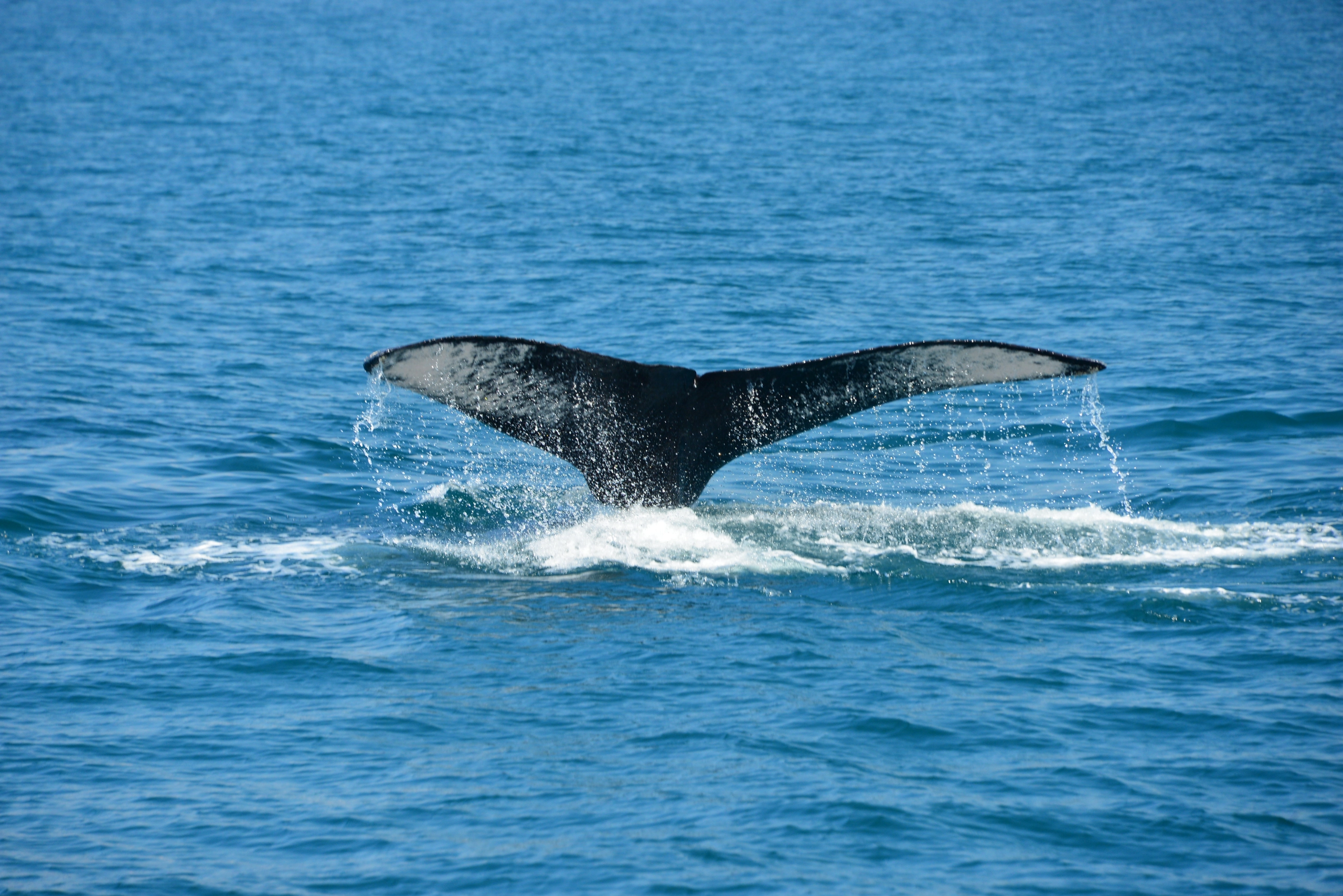 Looking to spot extraordinary whales? Costa Rica offers exceptional whale-watching tours!
