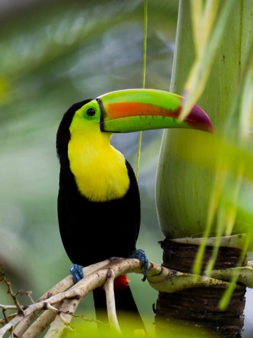 Colorful toucan perched in the Costa Rican jungle – Bill Beard Costa Rica wildlife tour